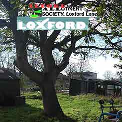 A walnut tree at Loxford